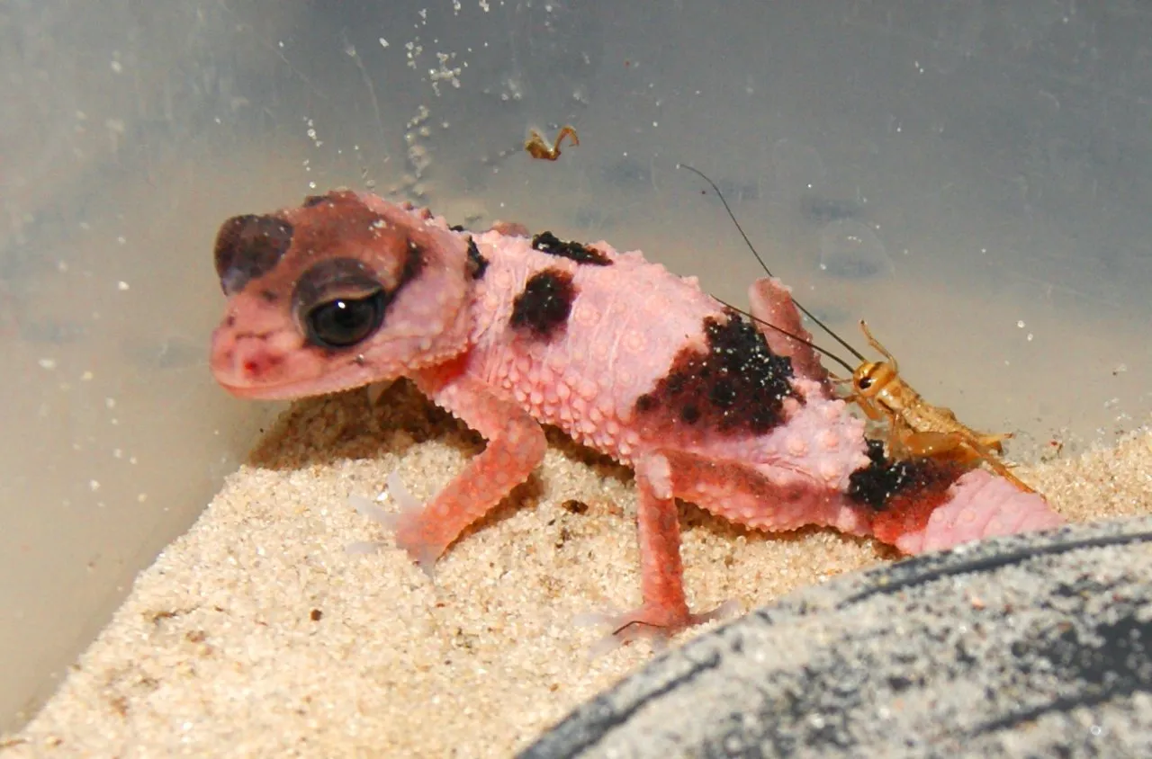 1.0 Nephrurus cinctus, CB 2023 , Rauer Knopfschwanzgecko
