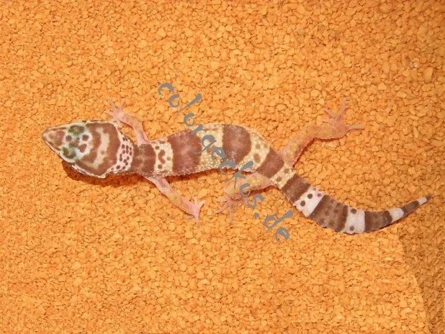 Leopardgeckonachzuchten und adulte Männchen abzugeben