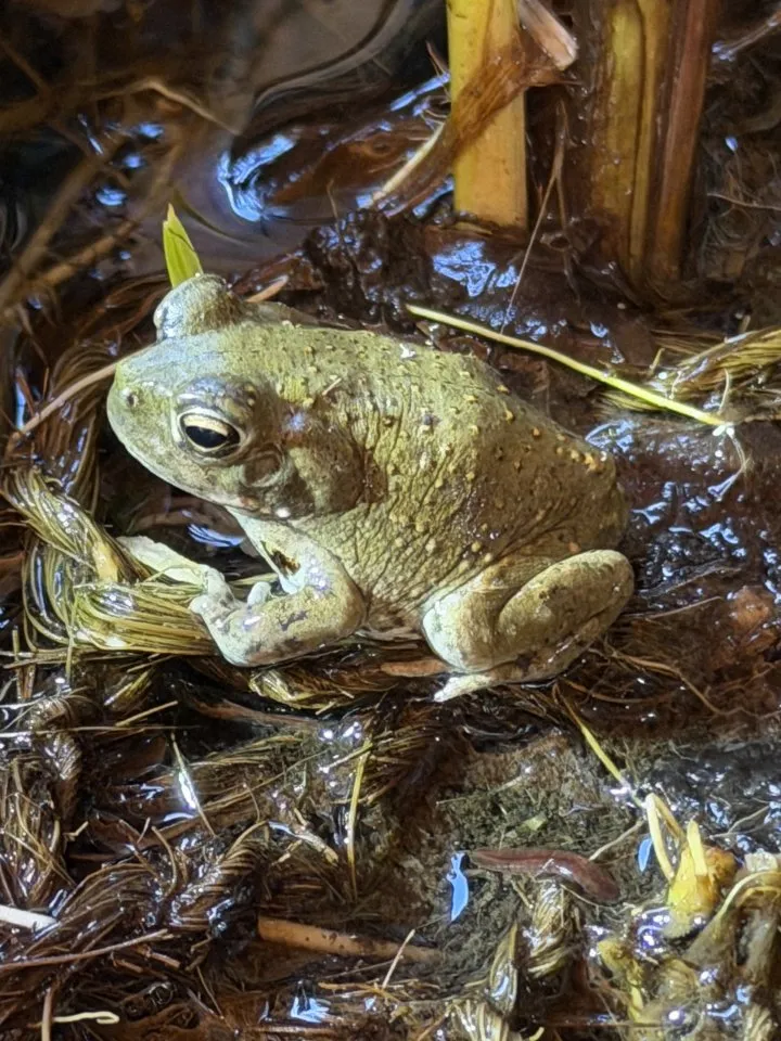 Bufo Alvarius, Laich vom 19.06.2026