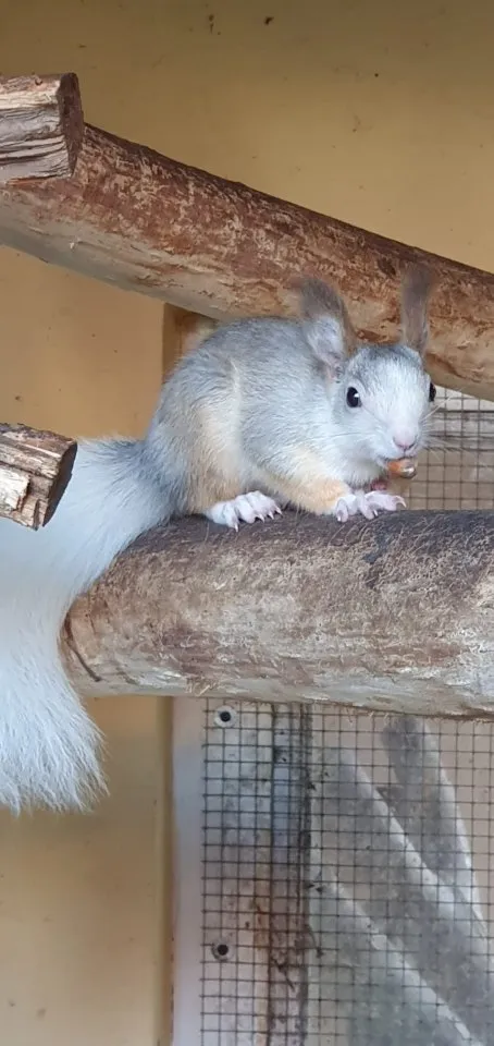 Suche ein Eichhörnchen Bock/Weibchen in creme oder rot mit weiß im Fell , würde auch 1, 0 Tauschen