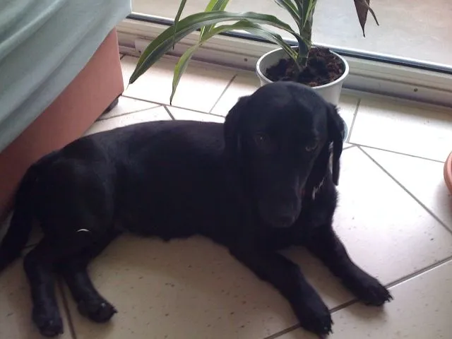 Kleine Süße Hundin sucht ein liebes zuhause !