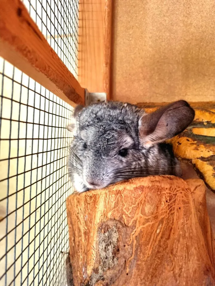 Zwei Chinchilla Damen abzugeben
