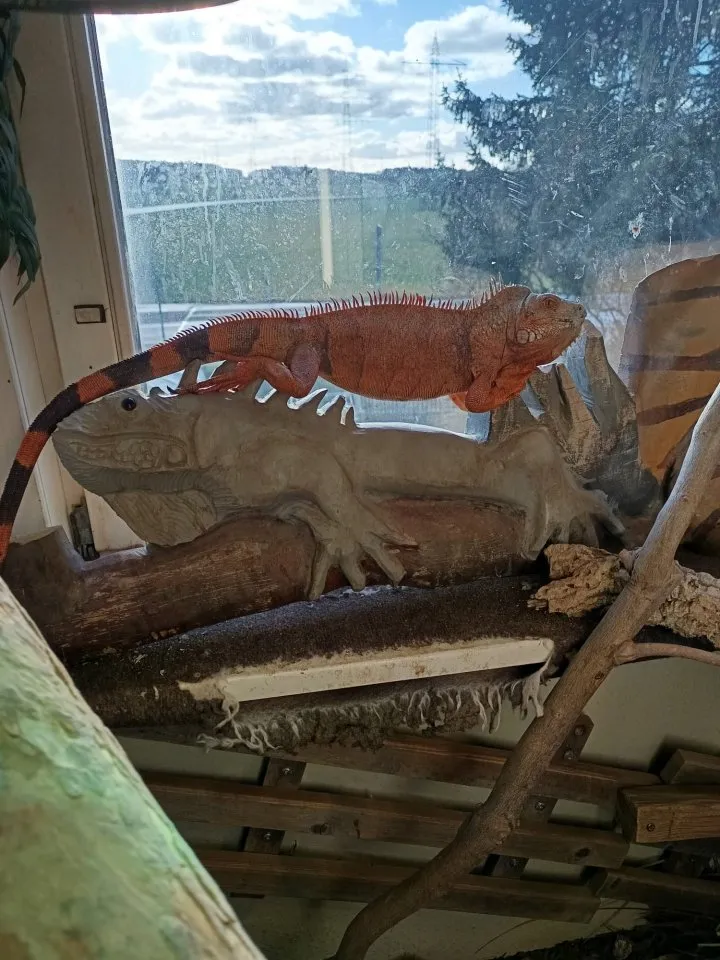 Grüner Leguan, rote Züchtung