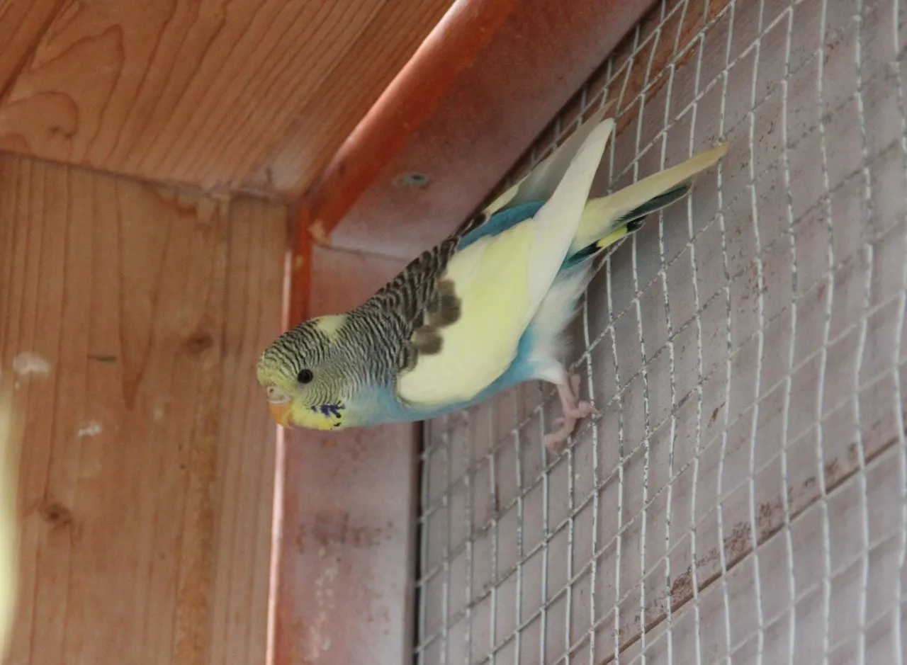 Junge Wellensittiche.............