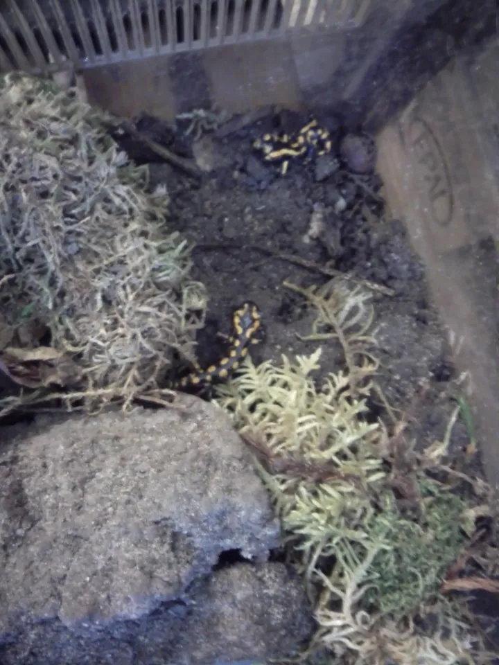 Feuersalamander/Salamandra salamandra terrestris