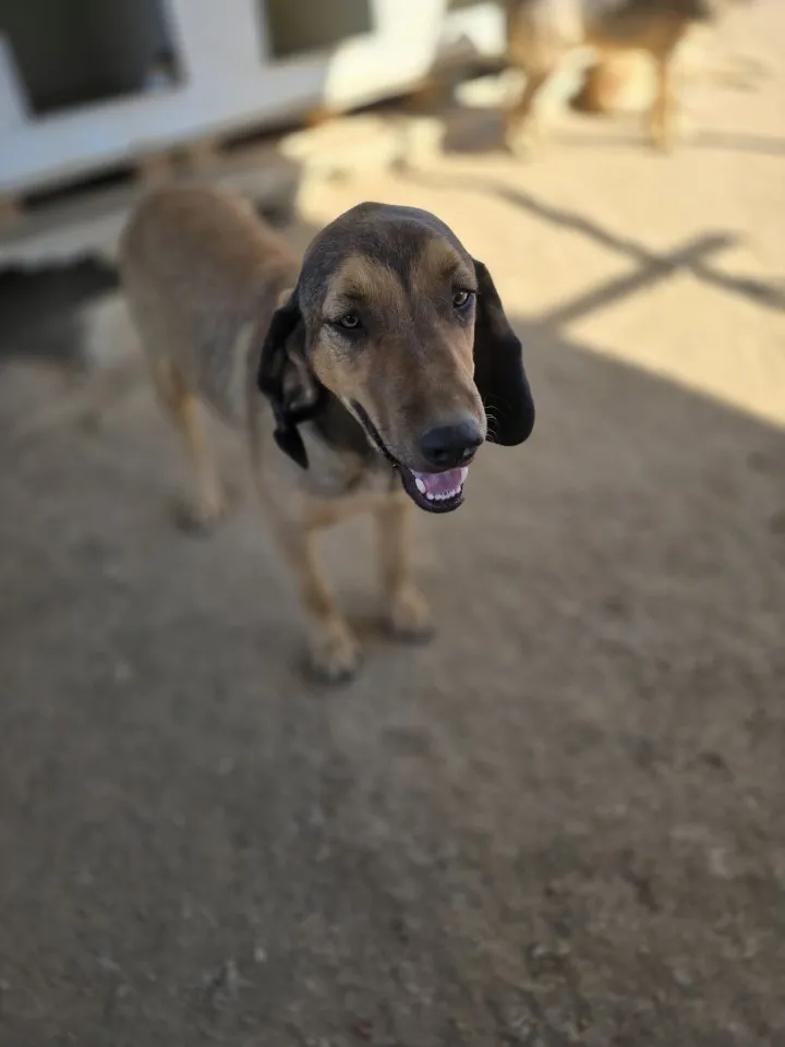 Rudi sucht sein zu Hause!