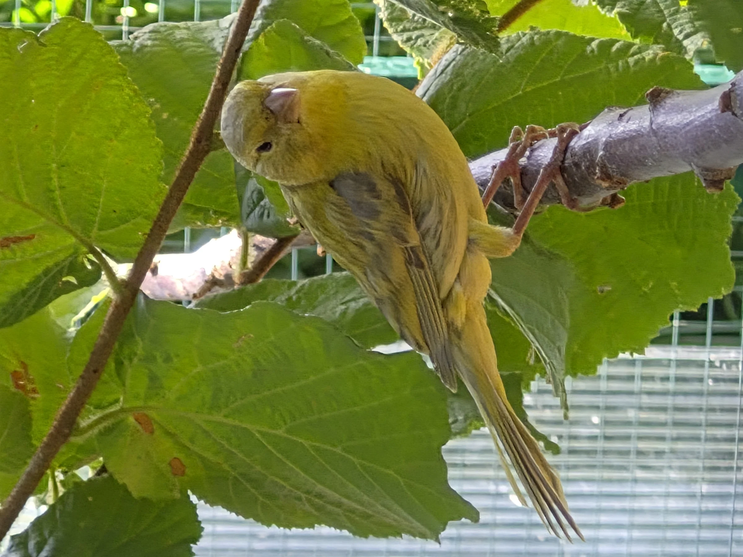 Kanarienvögel – Bild 1