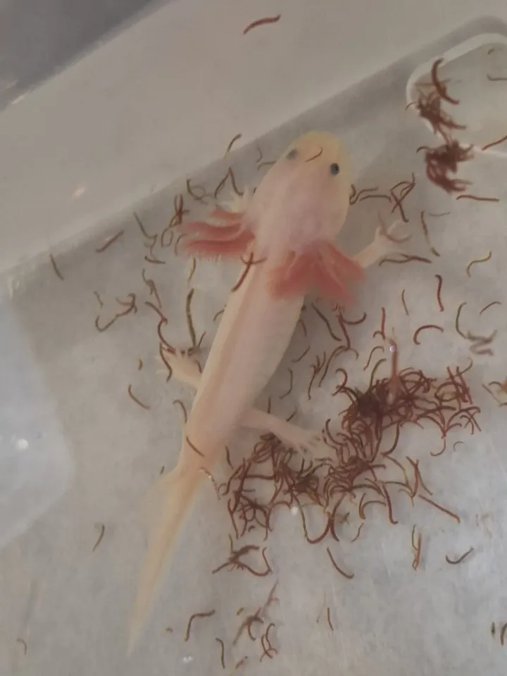Junge Axolotl vom Februar