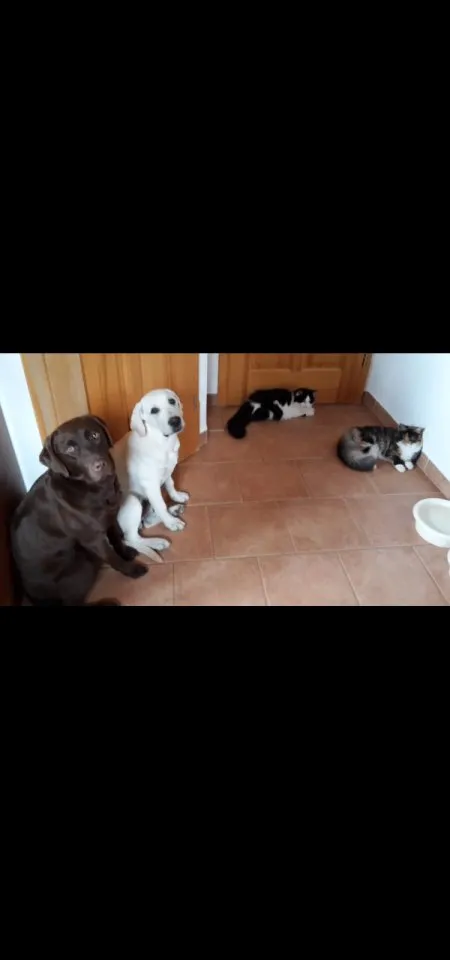 Verkaufe schöne Labrador Welpen