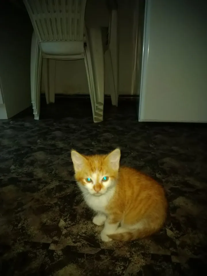 Mäusefänger / Katzenkinder