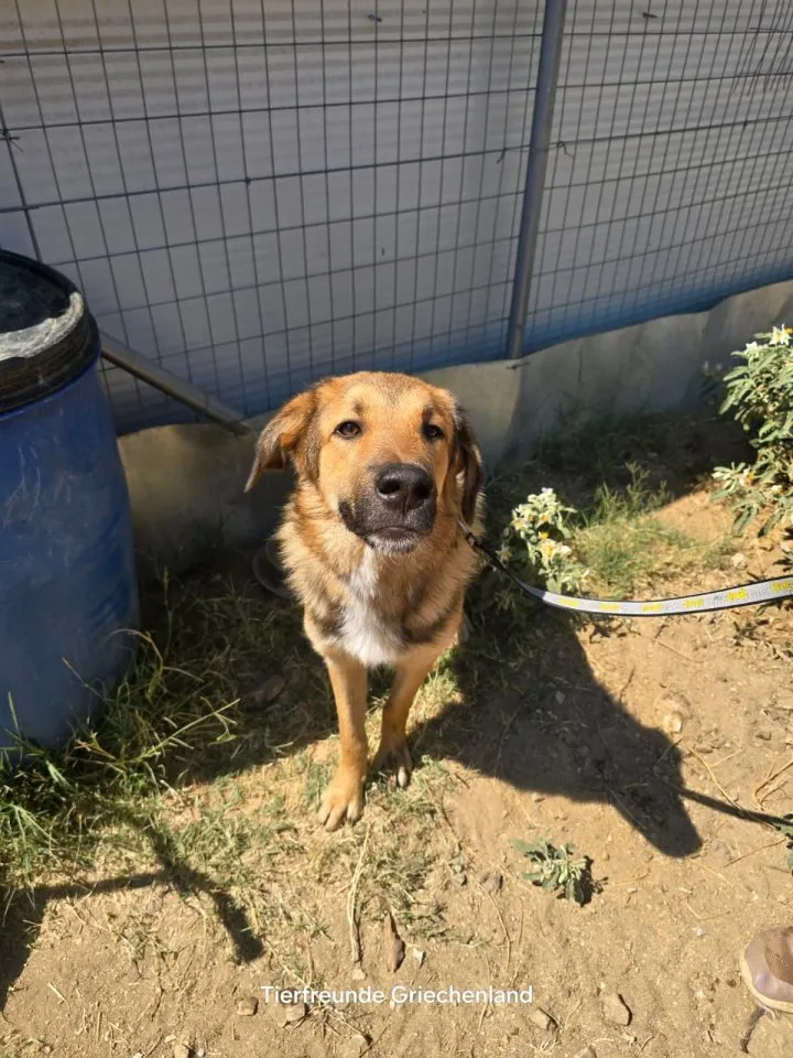 Alf sucht ein Zuhause voller Liebe ?