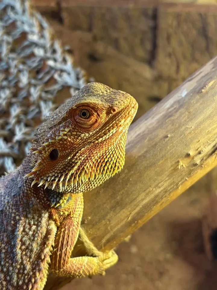 Verkaufe Bartagame mit Terrarium
