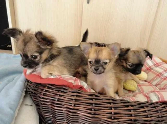 Wunderschöne und Bildhübsche-Chihuahuawelpen-langhaar mit Papiere++