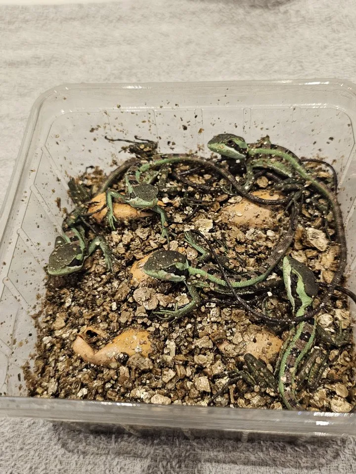 Kronenbasilisken NZ26