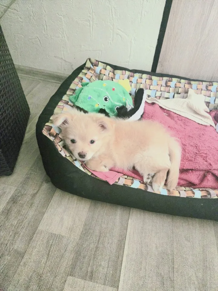 Pomchi welpe  chihuahua pomerain