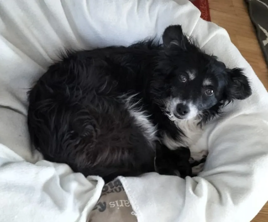 Bella, 10 Jahre, sucht Happy-Home