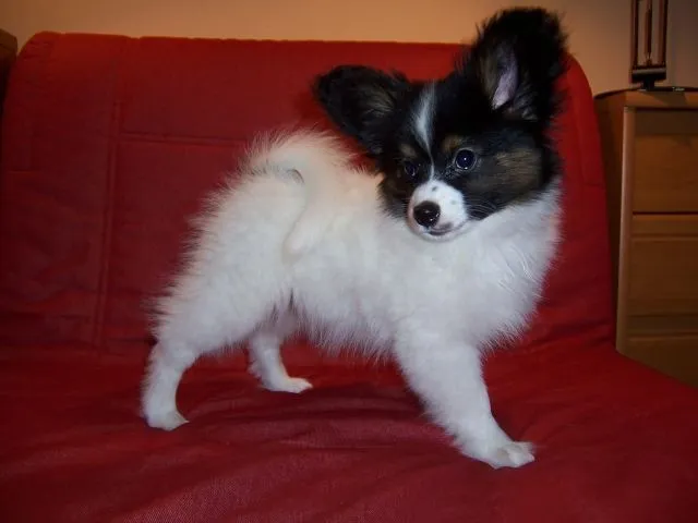 Papillon Welpe (Rüde) aus der Tschechische Republik