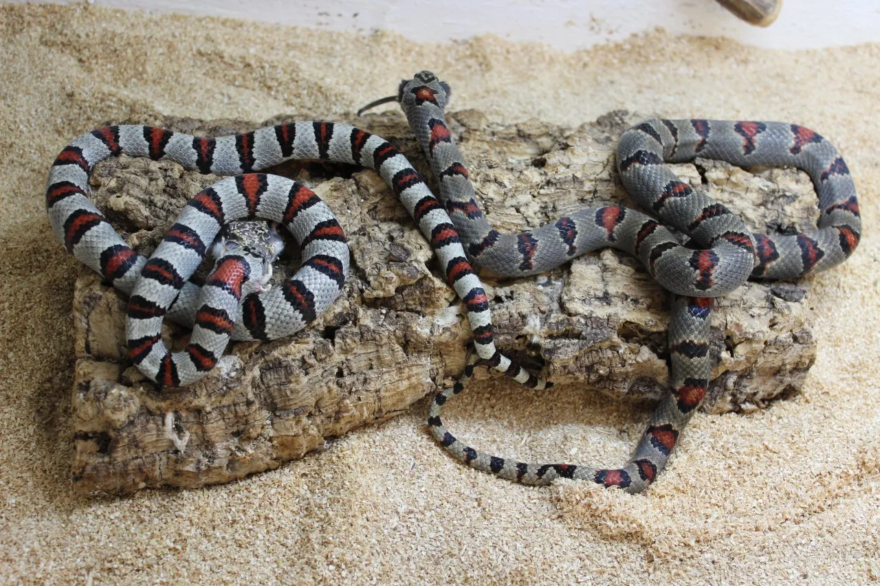 Lampropeltis mexicana greeri