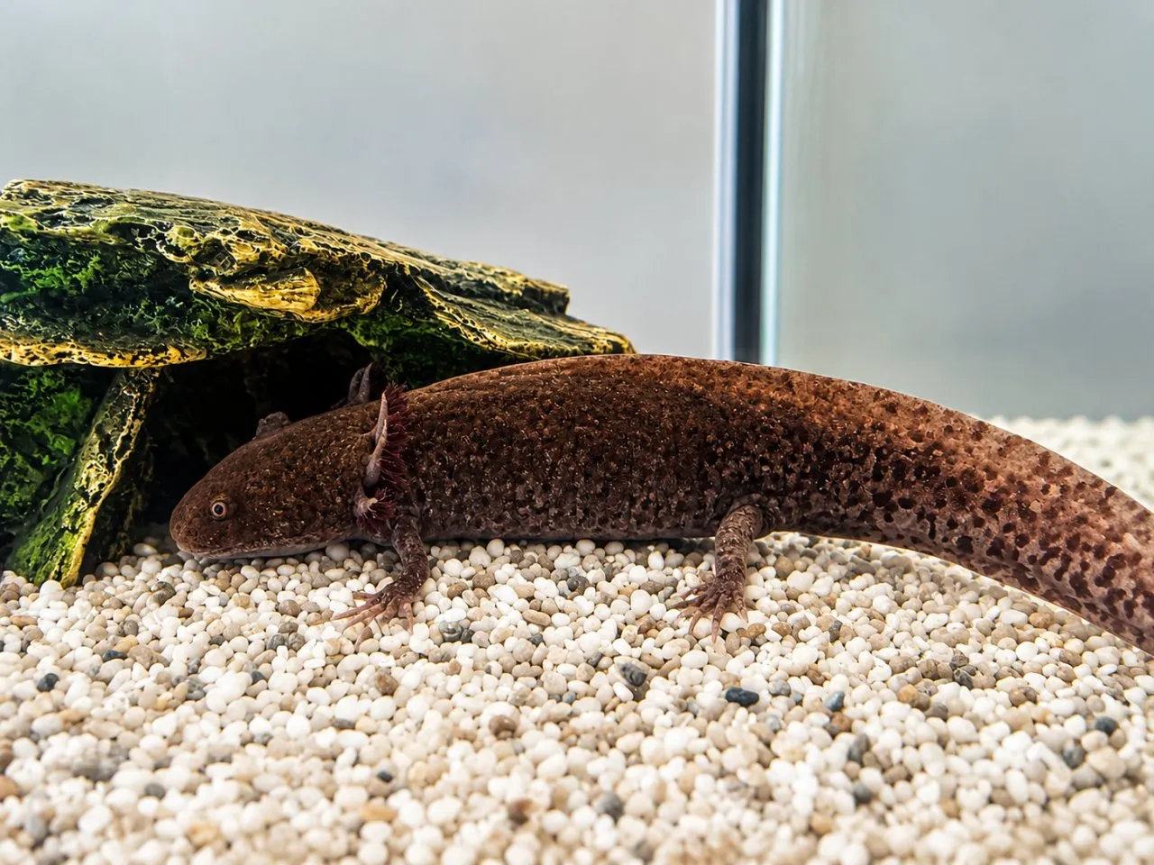 Axolotl in liebevolles Zuhause abzugeben