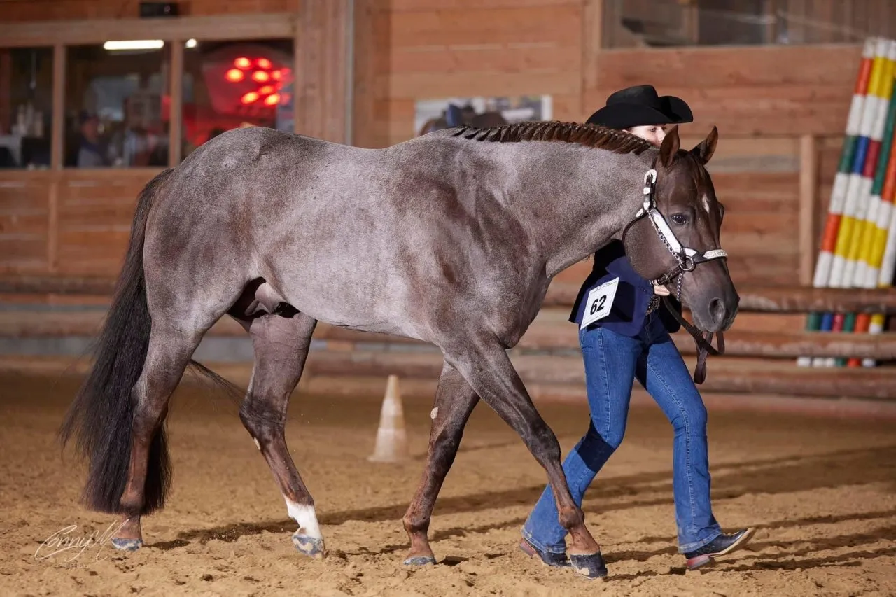 American Quarter Horse Deckhengst