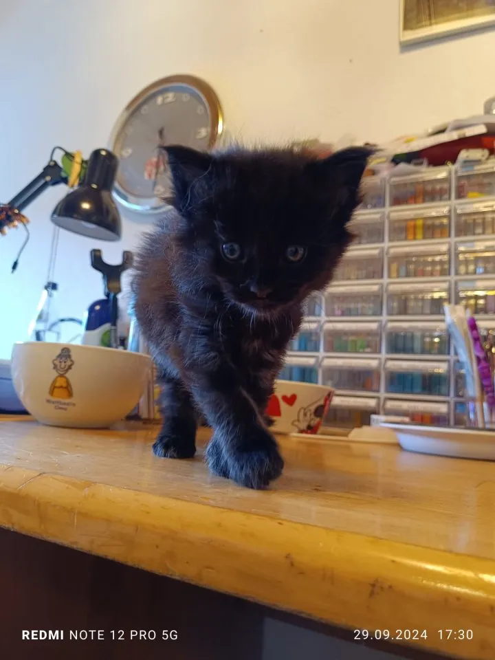 Maine Coon Kater zu verkaufen – Bild 1