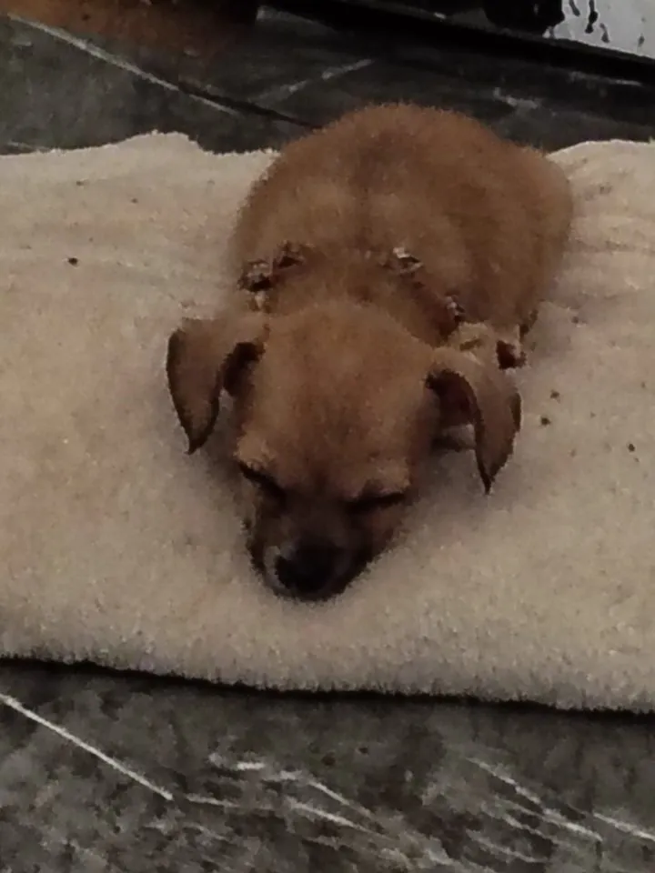 Jack-Russel -Chihuahua Mix Welpen