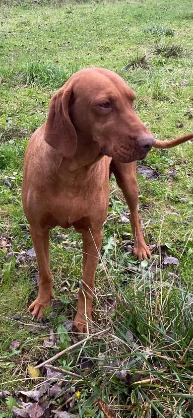 Wunderschöne reinrassige Magyar Vizsla Hündin