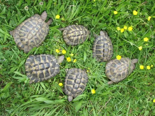 Griechische Landschildkröten – Bild 1