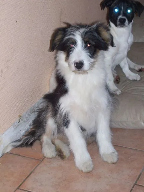 Australien Shepard MIx Hündinen 12 Wo. alt !!! Hübsche Aussie - Golden Retriev