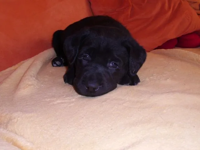***elf Süsse Labradorwelpen zu Verkaufen***