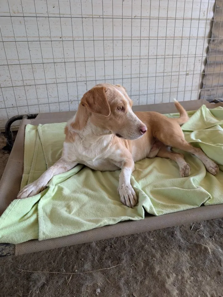 Enrique – kleiner Kuschelbär sucht Zuhause 🍀