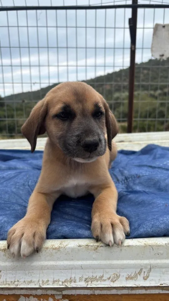 Quox – aufgeweckter Entdecker sucht sein Körbchen! 🐶