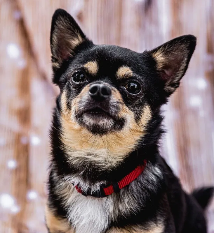 DOBBY CHI - männlich  5 Jahre  20 cm  3 kg  Chihuahua  Gechipt