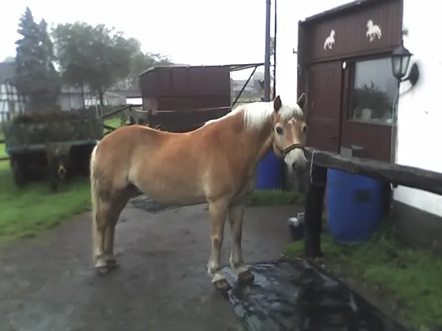 Beistellpferd