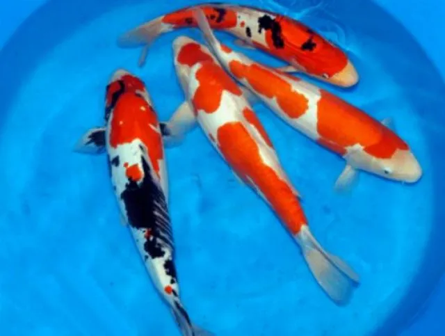 Koi-Koi-Koi-Koi vom Fachhändler // Fa.Fördefisch
