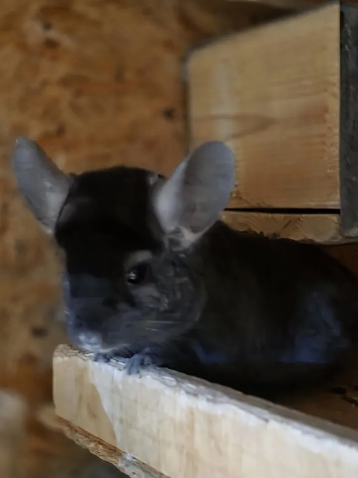 „Chinchillas aus Zuchtaufgabe – Jungtiere & Zuchtpaare suchen neues Zuhause“