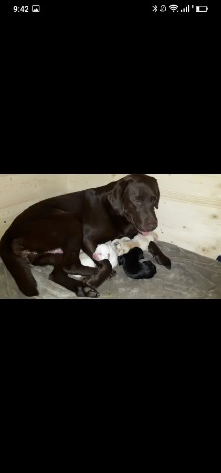 Verkaufe schöne Labrador Welpen