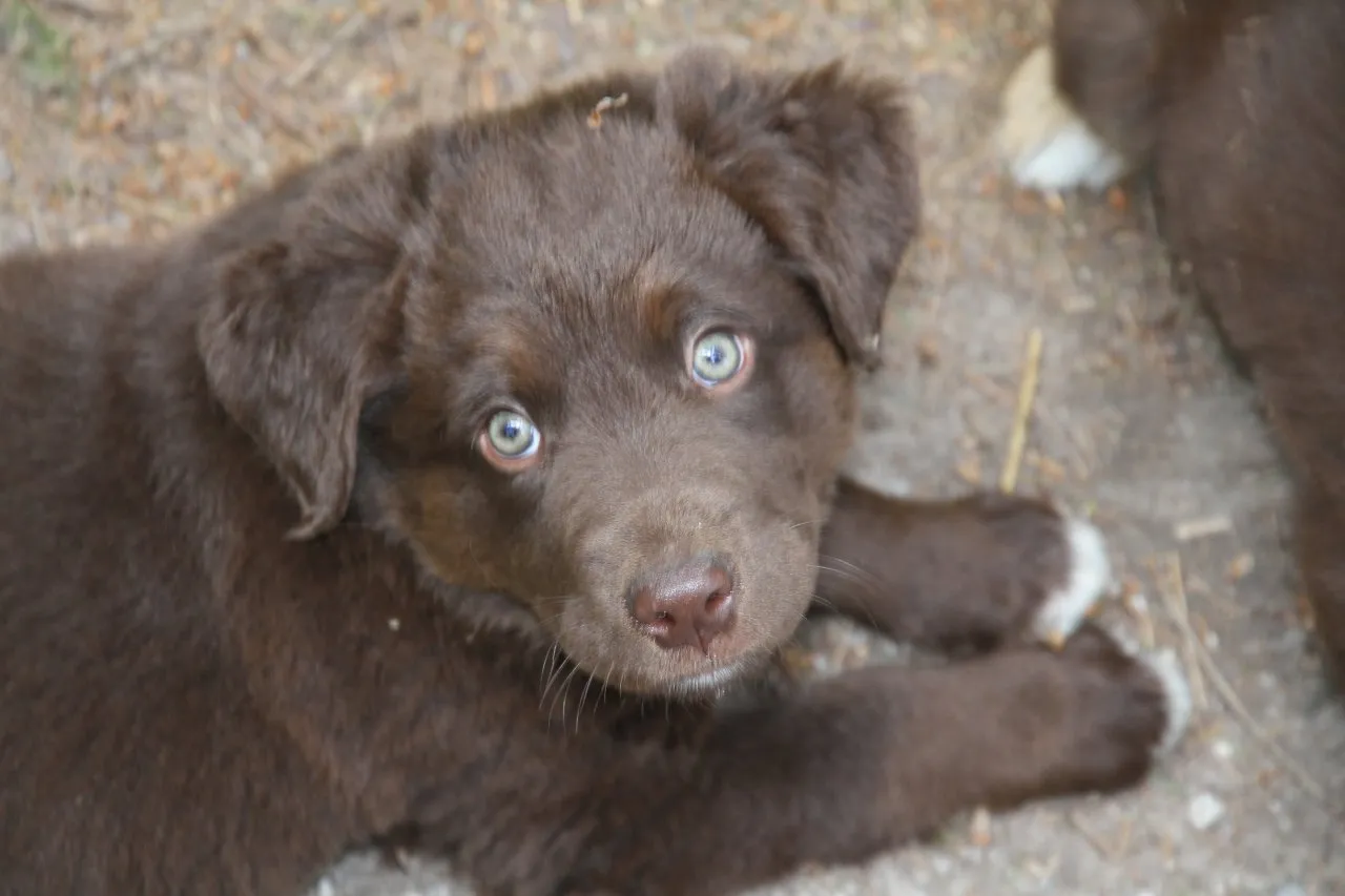 BORADOR Welpen | Border Collie und Labrador Retriever Mix – Bild 1