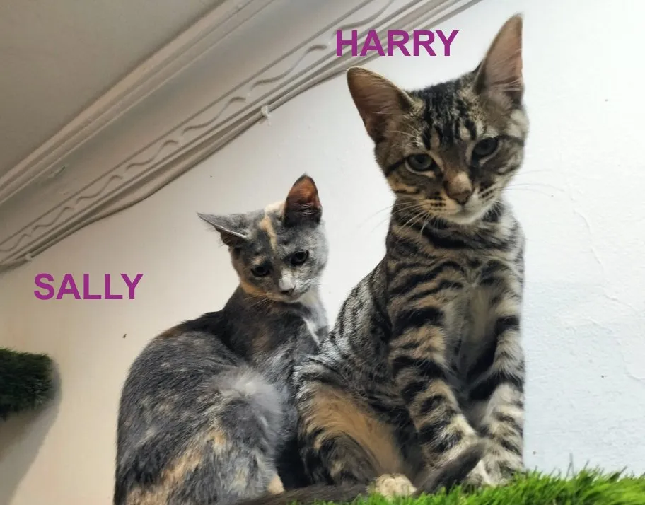 Harry und Sally suchen gemeinsam ein neues Zuhause (als Wohnungskatzen)
