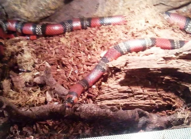 1,1 Lampropeltis Hondurensis Triangulum, ggf. mit Terr.