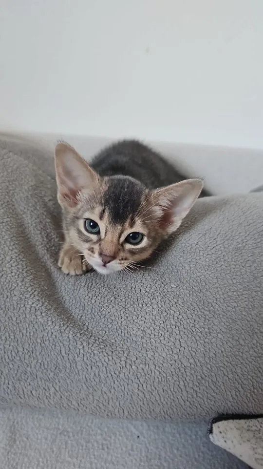 Vier edle reinrassige Abessinierkater in Blau und Ruddy – kleine Persönlichkeiten fürs Leben