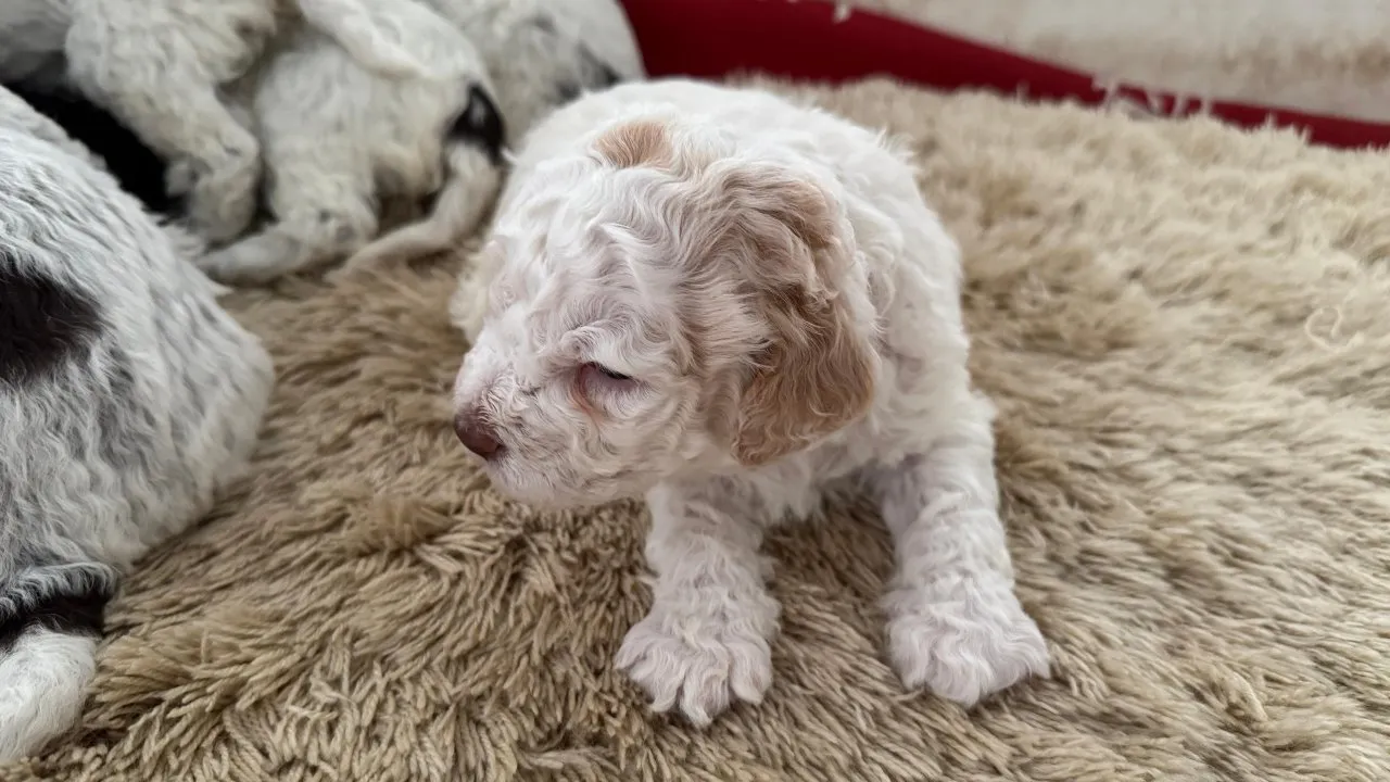 Lagotto Romagnolo Welpen