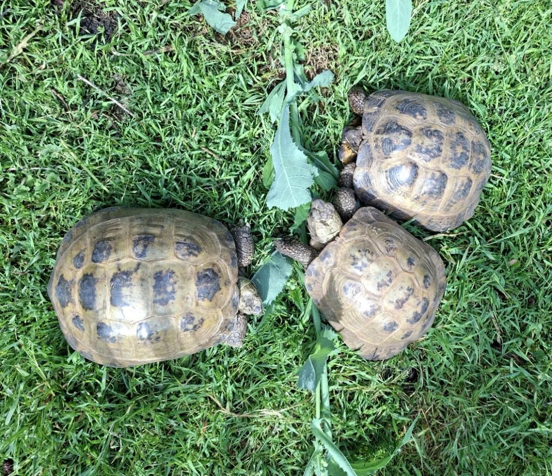 Steppenschildkröten, Gruppe
