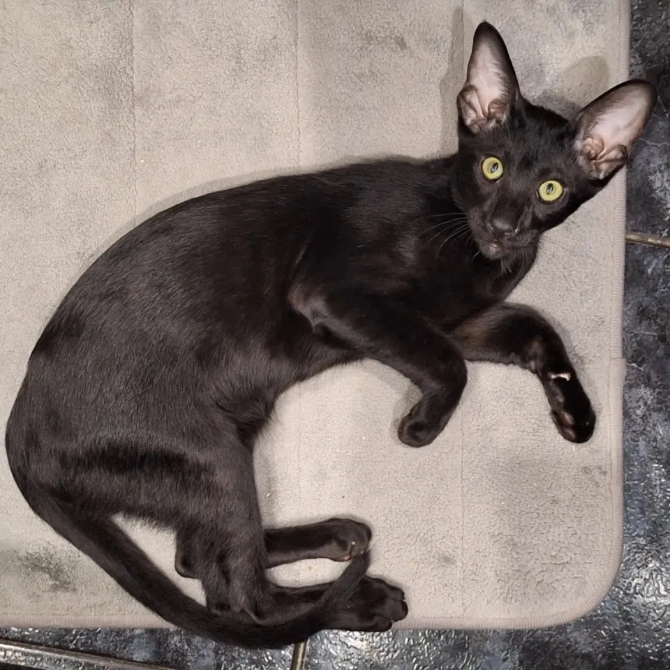 Okh Deckkater mit Stammbau – Bild 1