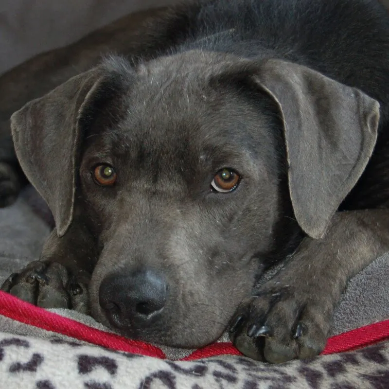 LA PAULI - männlich 1 Jahr 57 cm 20.5 kg Labrador-Mix, gechipt