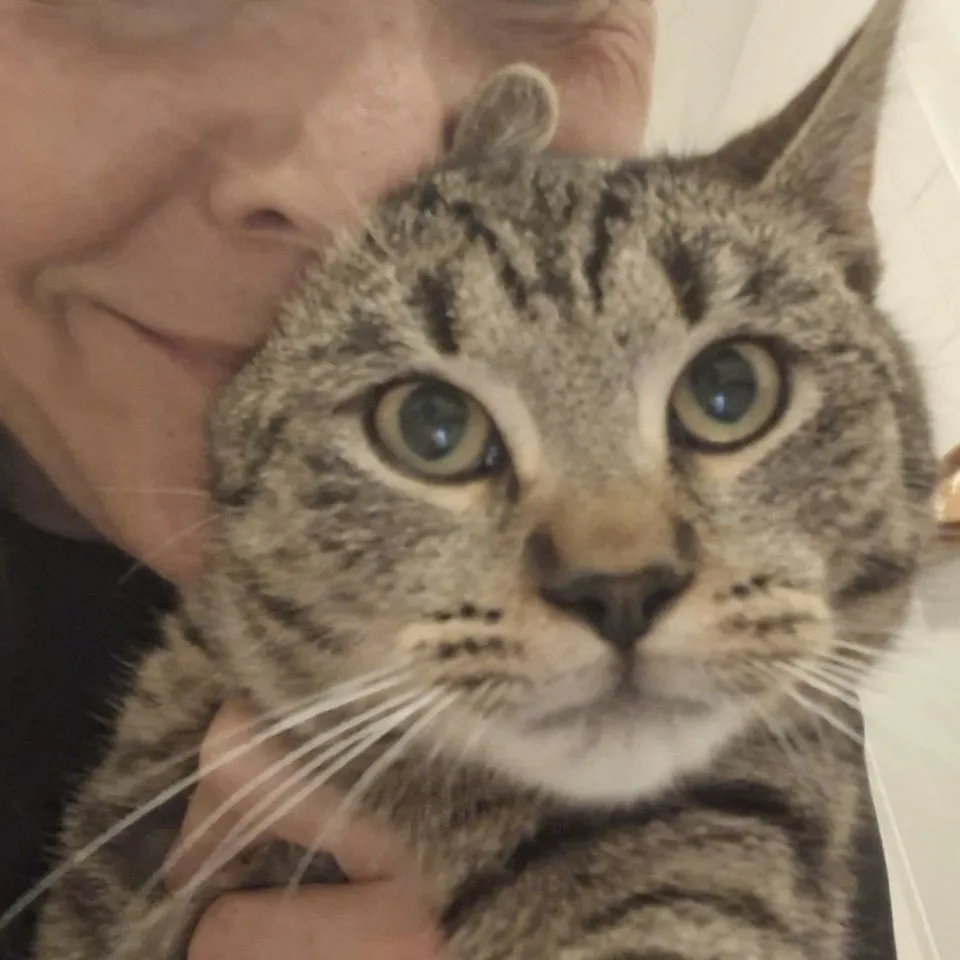 Fundkatze Gino sucht ein Zuhause