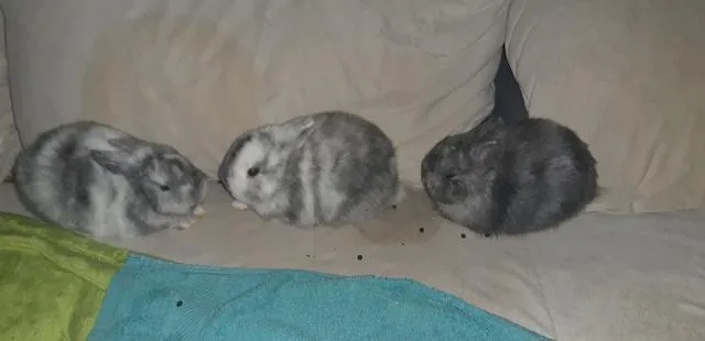 Zwergkaninchen Geschwister