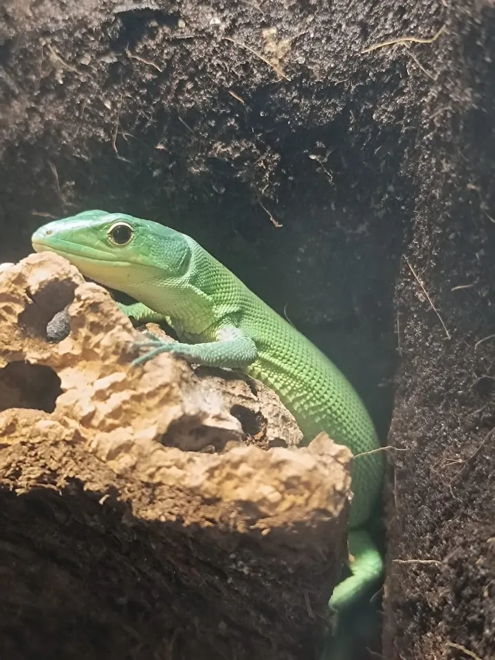 Pärchen Gastropholis Prasina (grüne Baumeidechsen)