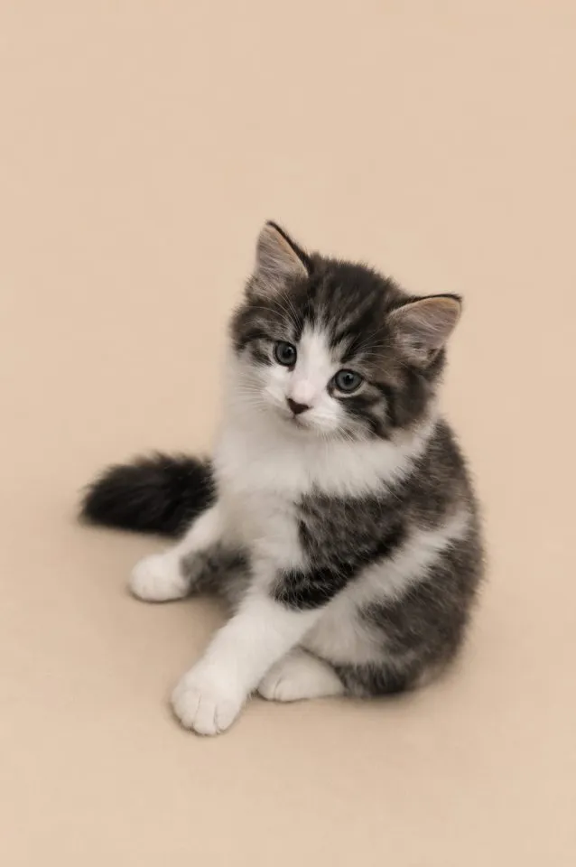 Maine Coon x Brittisch Langhaar Kitten