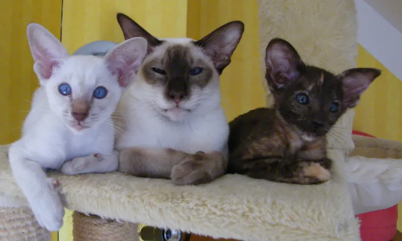 süße Siam-/ OKH-Katzenkinder und Siamkastratin suchen neue Katzeneltern